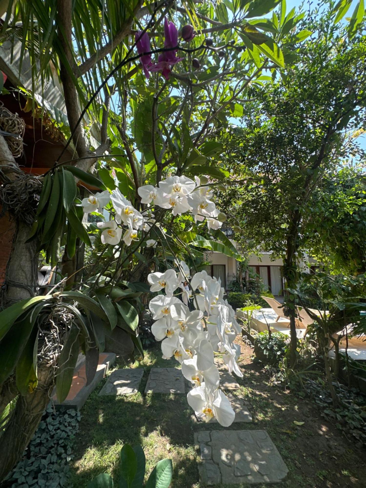 Diuma Residence Yoga Meditation Retreat And Healing Center Sanur  Exterior photo